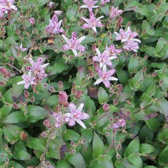 Tricyrtis formosana