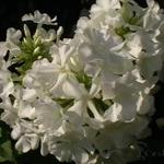 Phlox paniculata 'Daniëlle' - 