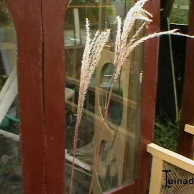 Miscanthus sinensis 'Graziella'