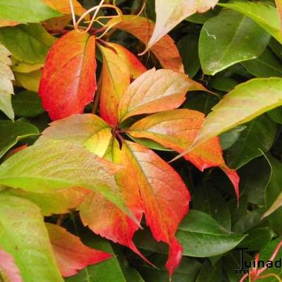 Parthenocissus quinquefolia 'Engelmannii' - 