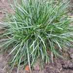 Dianthus gratianopolitanus - 