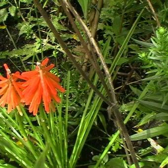 Kniphofia uvaria 'Red Rocket'