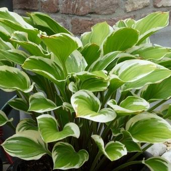 Hosta 'Torchlight'