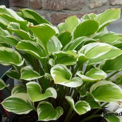 Hosta 'Torchlight' - 