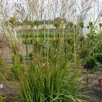 Molinia caerulea subsp. arundinacea 'Karl Foerster'