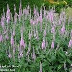 Veronica spicata 'Anne' - 