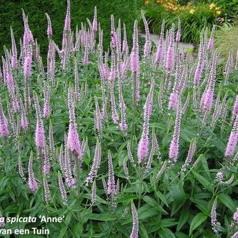 Veronica spicata 'Anne'