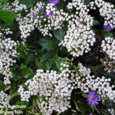 Weisse Natternwurz - Eupatorium rugosum