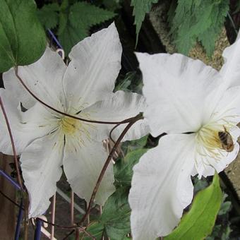 Clematis 'Gladys Picard'