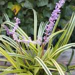 Liriope muscari 'Variegata'