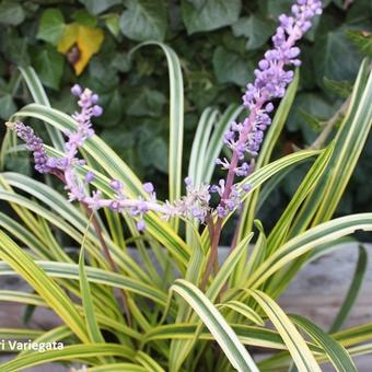 Liriope muscari 'Variegata'