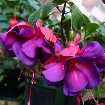 Fuchsia 'Royal Velvet'