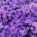 Aster cordifolius - Symphyotrichum cordifolium