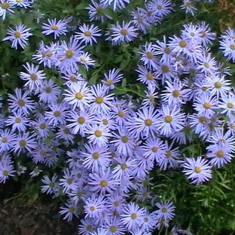 Aster frikartii