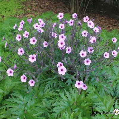 Geranium maderense - 