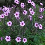 Geranium maderense - Géranium de Madère