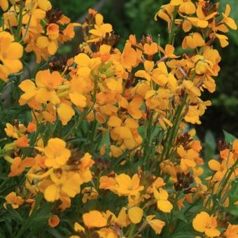 Erysimum x cheiri