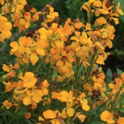 Erysimum x cheiri - Goldlack