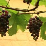 Vitis vinifera 'Frankenthaler' - 