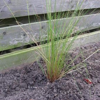 Eragrostis curvula