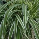 Chlorophytum comosum 'Variegatum' - 