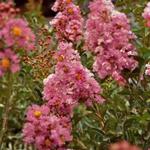 Lagerstroemia - 