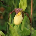 Cypripedium kentuckiense - 