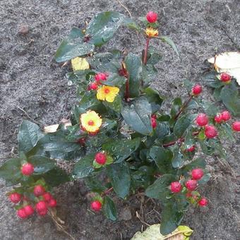 Hypericum x inodorum 'MAGICAL Red'