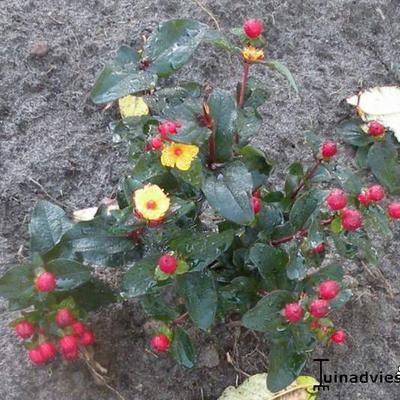 Hypericum x inodorum 'MAGICAL Red' - 