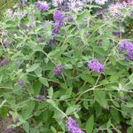 Buddleja davidii FREE PETITE 'Blue Heaven' - 