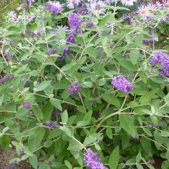 Buddleja davidii FREE PETITE 'Blue Heaven'