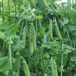 Pisum sativum 'Kelvedon Wonder' - 