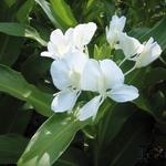 Hedychium coronarium  - 