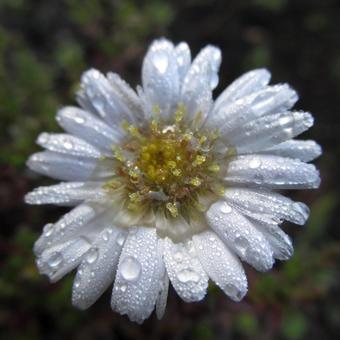 Aster dumosus 'Schneekissen'