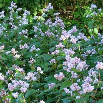 Persicaria campanulata