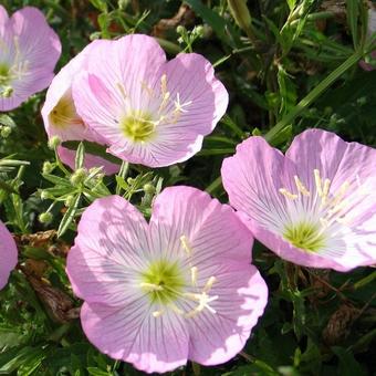 Oenothera speciosa