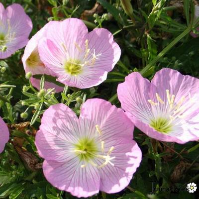 Oenothera speciosa - 