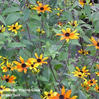 Rudbeckia triloba 'Prairie Glow'