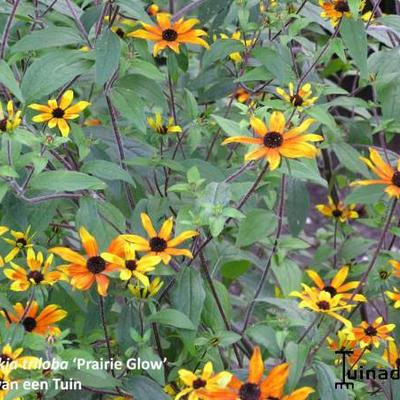 Rudbeckia triloba 'Prairie Glow'