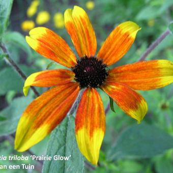 Rudbeckia triloba 'Prairie Glow'