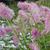 Sanguisorba 'Pink Brushes'