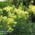 Thalictrum flavum subsp. glaucum