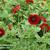 Potentilla nepalensis 'Gibson's Scarlet'