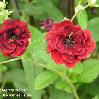 Potentilla 'Volcan'