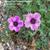 Geranium cinereum 'Laurence Flatman'