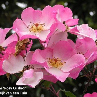 Rosa 'Rosy Cushion'