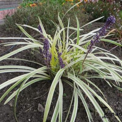 Liriope muscari 'Variegata' - Liriope muscari 'Variegata'