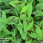 Persicaria virginiana 'Filiformis' - 