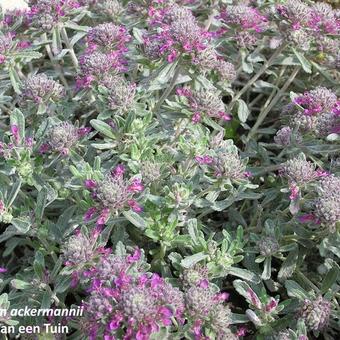 Teucrium ackermannii