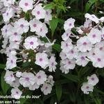 Phlox maculata 'Reine du Jour' - 